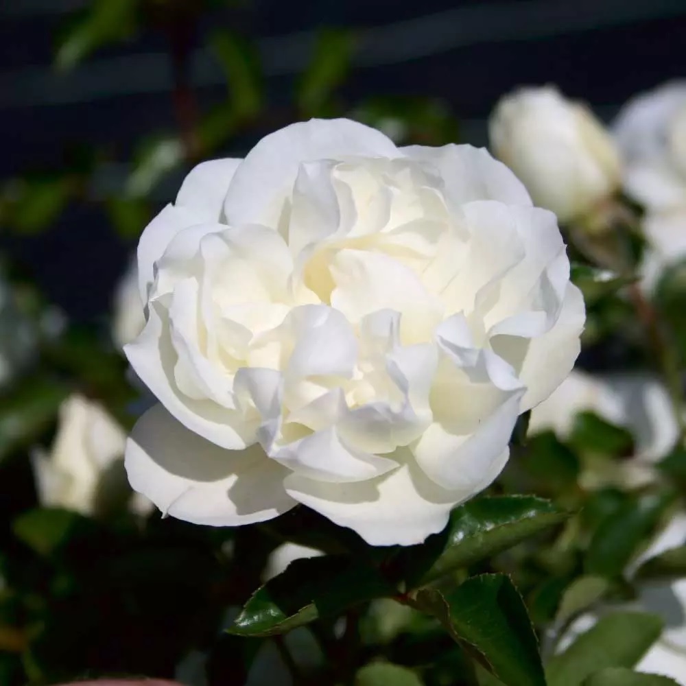 Вайт Мейян image Вайт Мейян Почвопокровные: Вайт Мейян